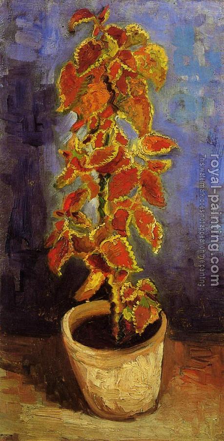 Vincent Van Gogh : Coleus Plant in a Flower Pot